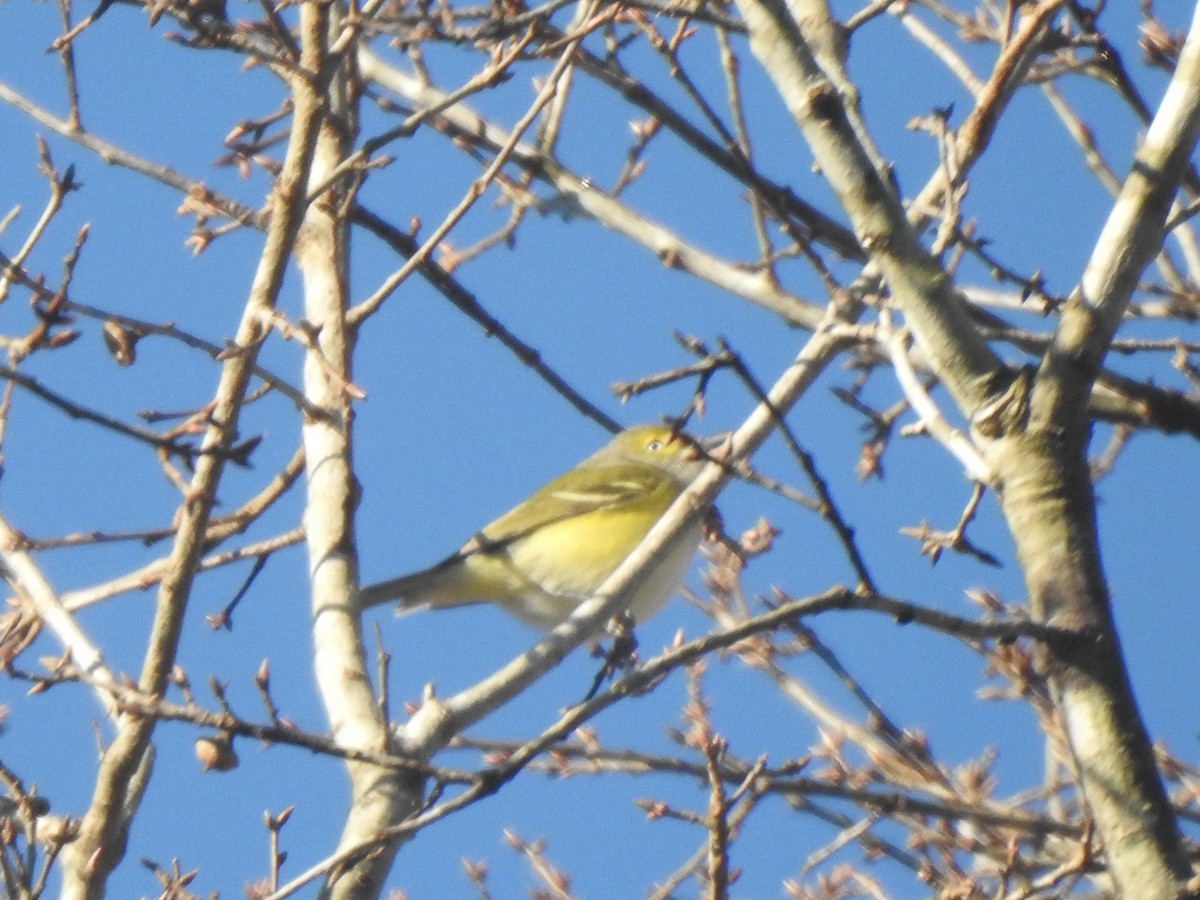 White-eyed Vireo - ML613063606