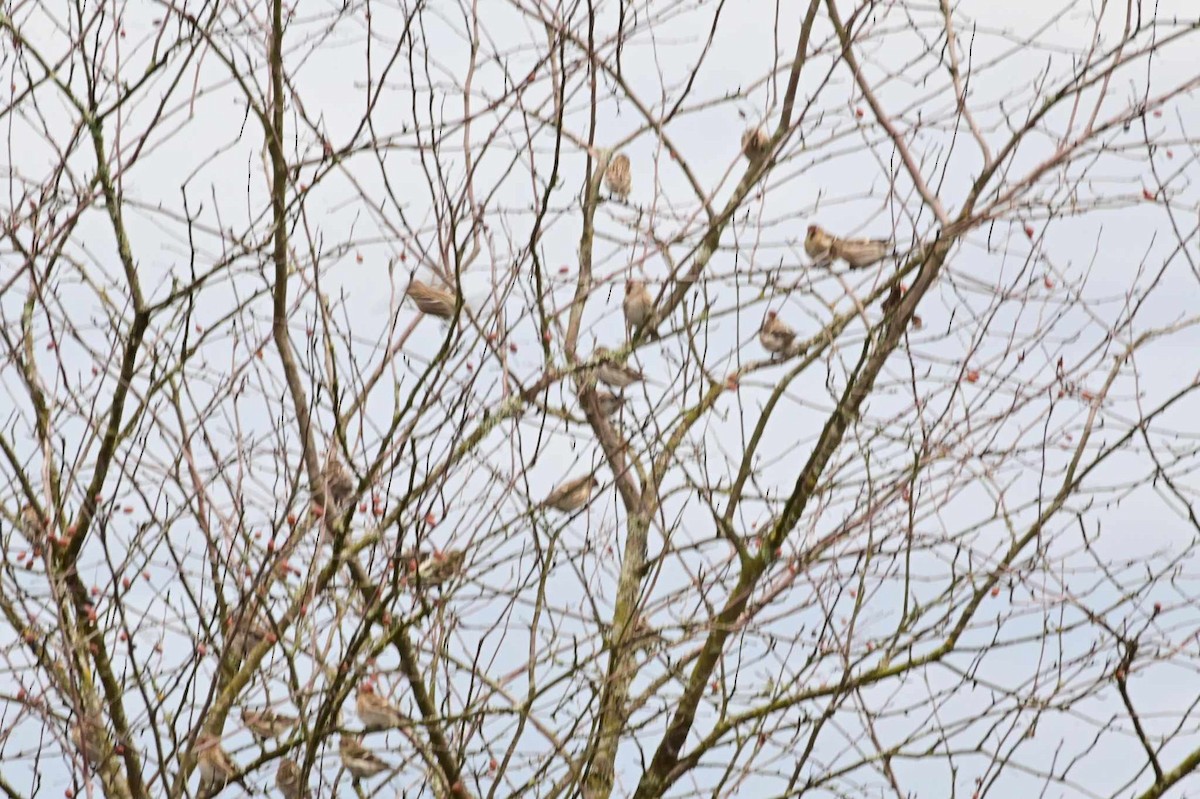 Common Redpoll - ML613063639