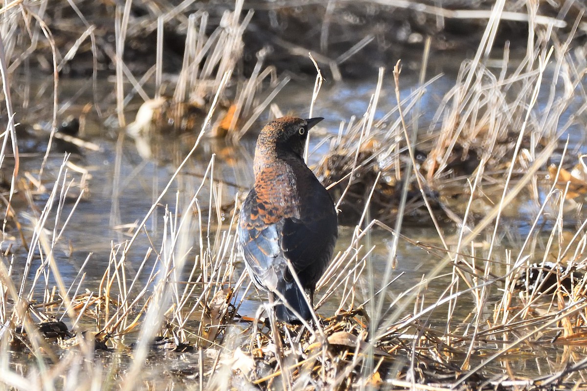 Rusty Blackbird - ML613063643