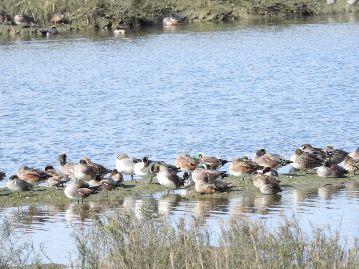 American Wigeon - ML613063649