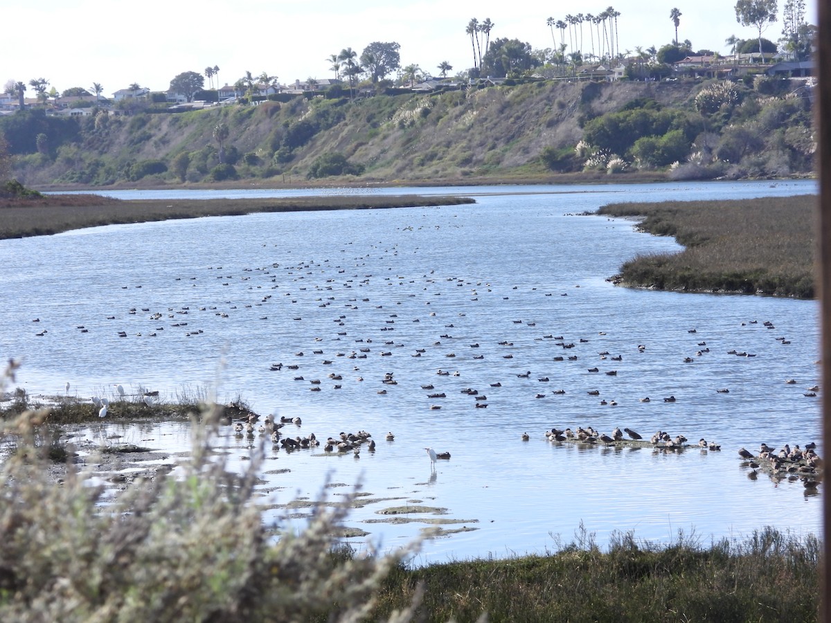 American Wigeon - ML613063650