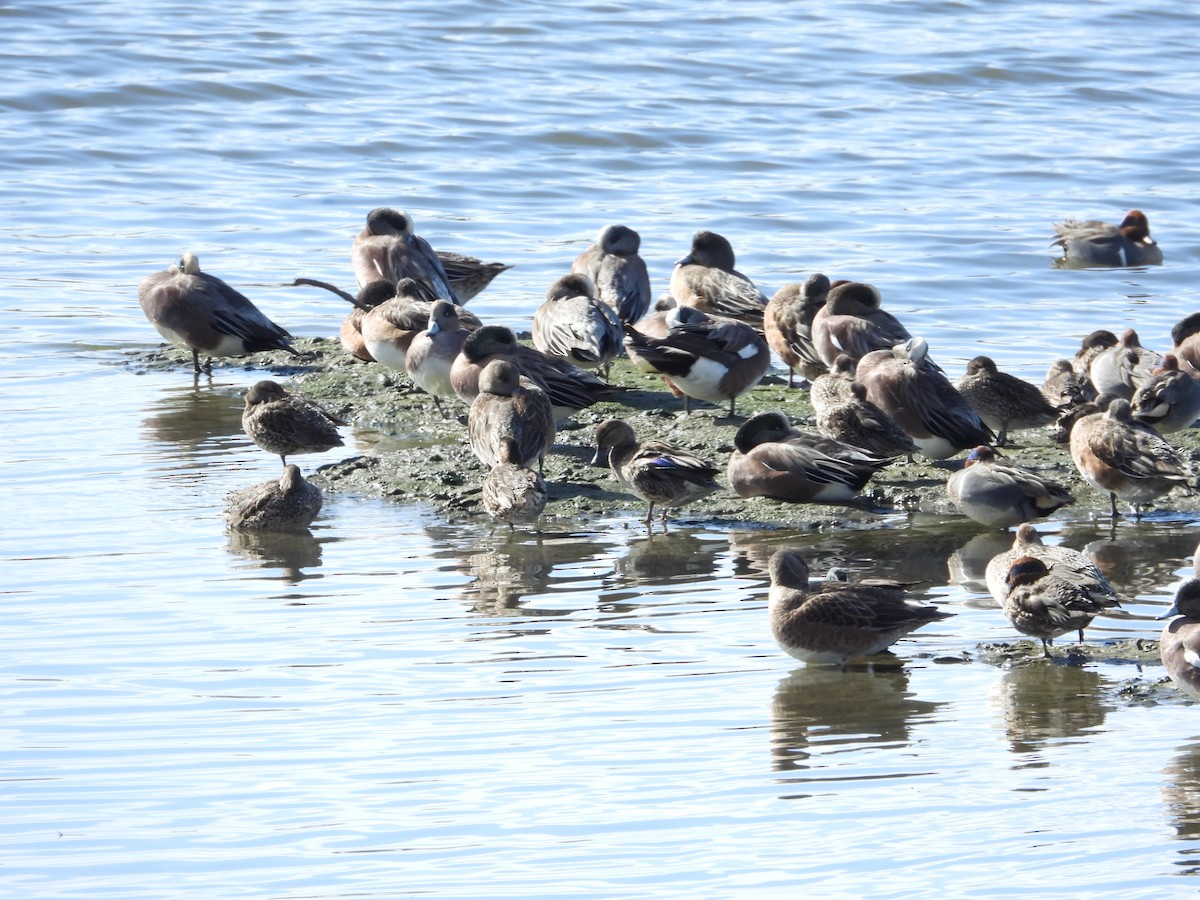 American Wigeon - ML613063651