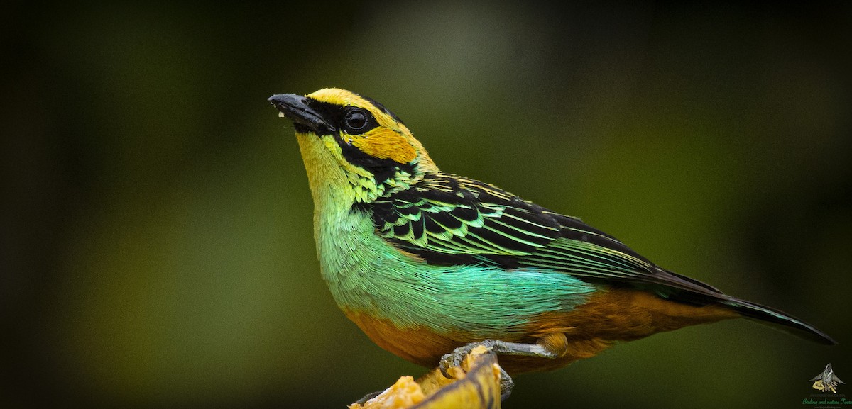 Golden-eared Tanager - ML613063664