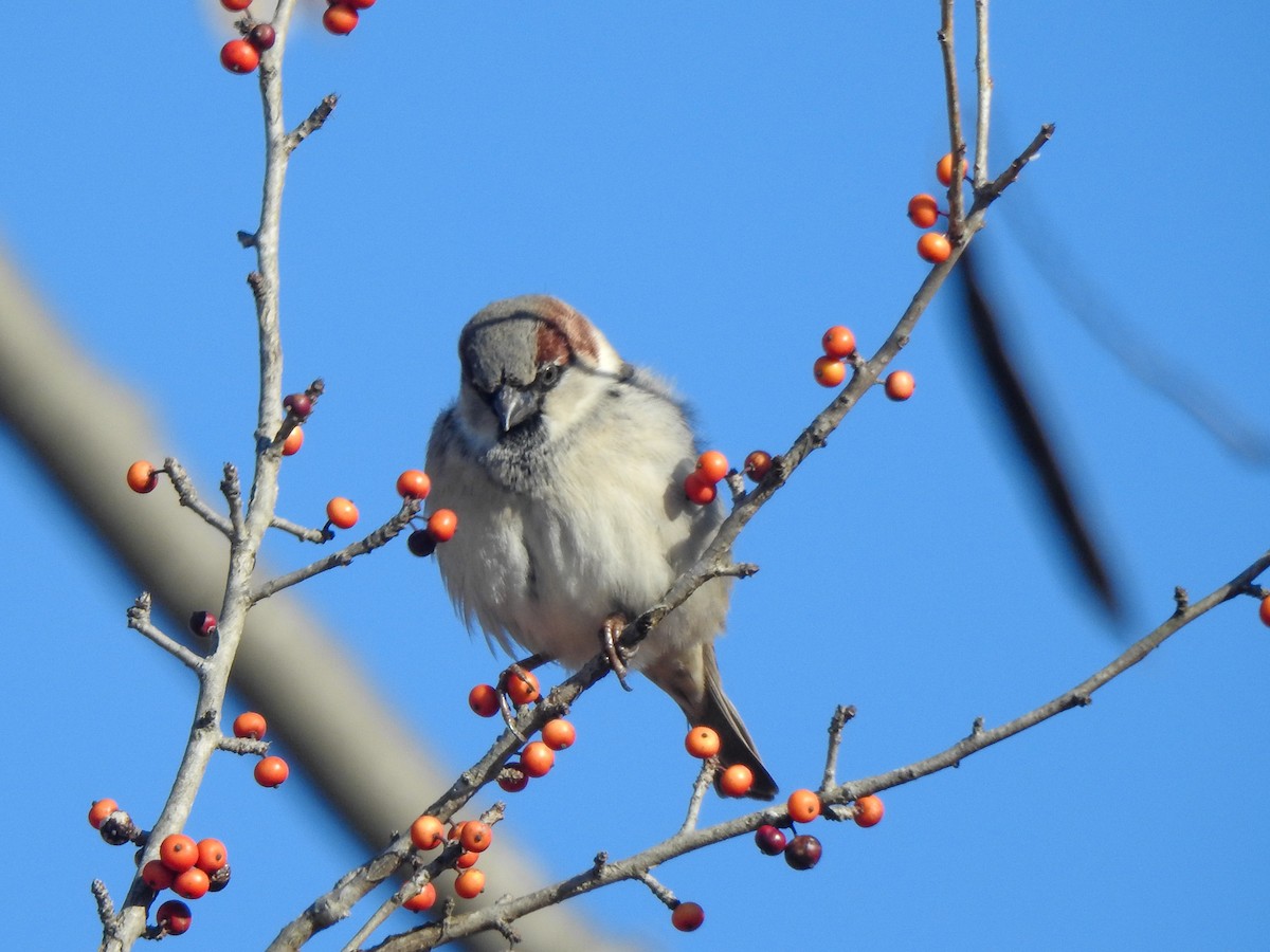 House Sparrow - ML613063720