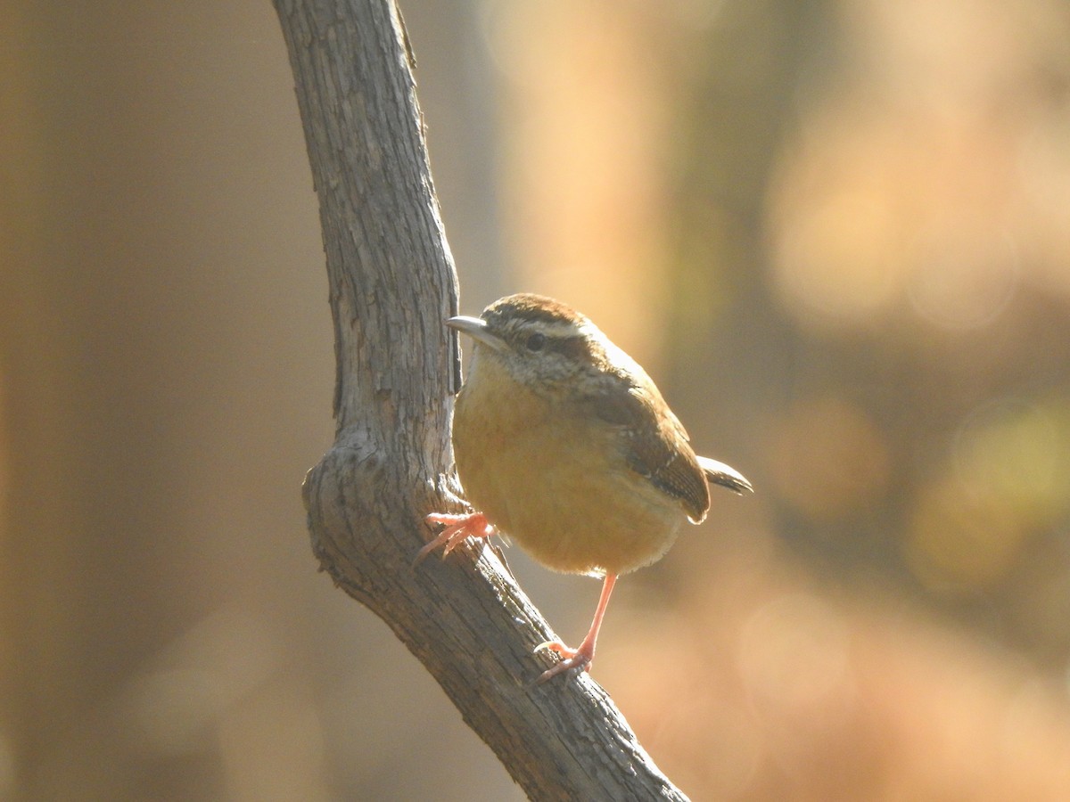 Carolina Wren - ML613063729