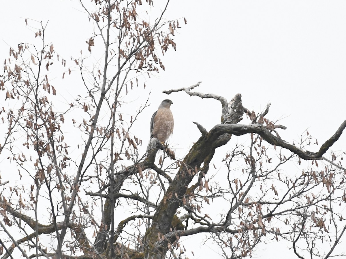 Cooper's Hawk - ML613063730