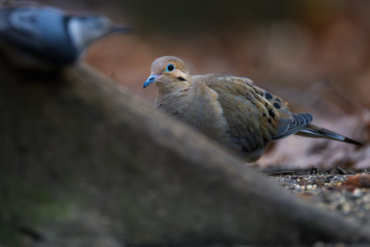 Mourning Dove - Simon Tolzmann