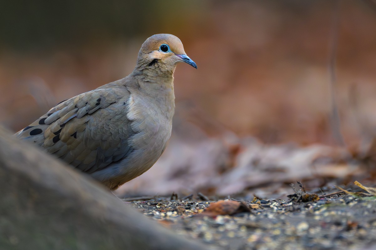 Mourning Dove - Simon Tolzmann