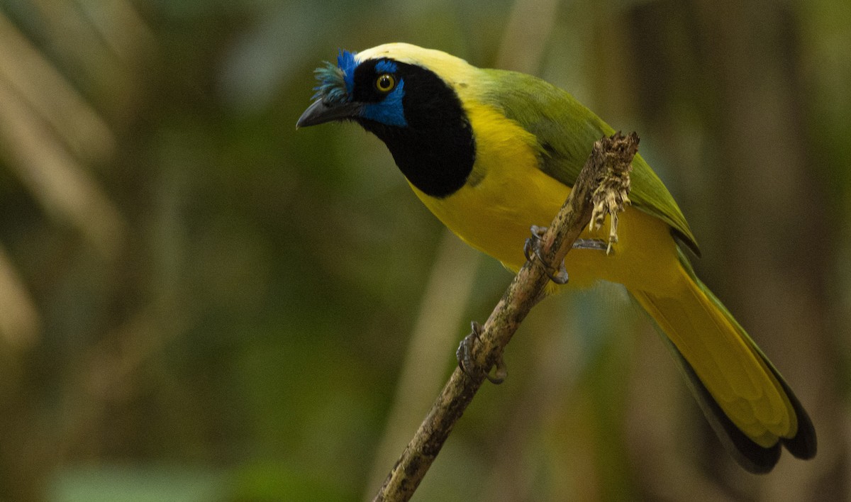 Green Jay - ML613063927