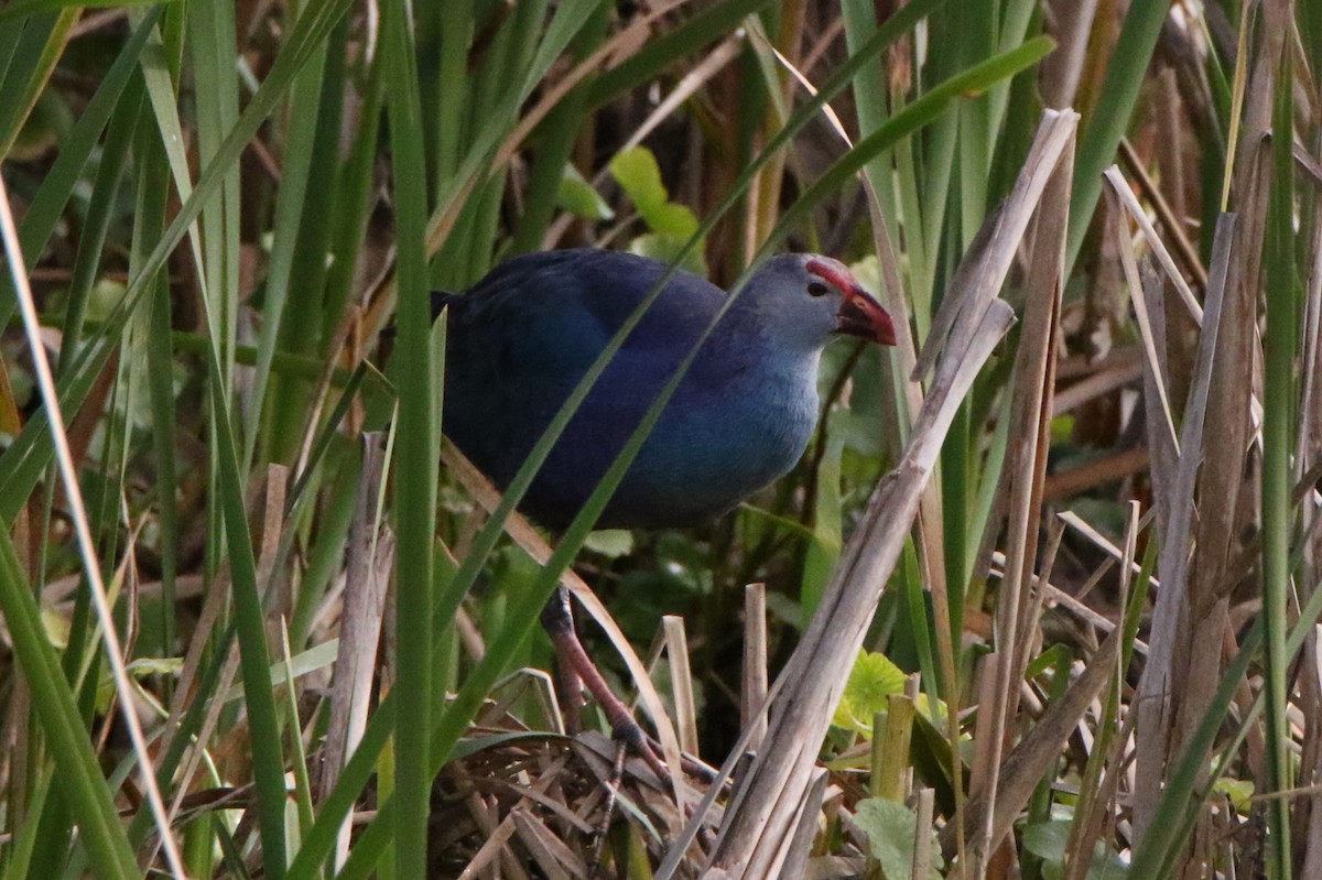 Gray-headed Swamphen - ML613063958