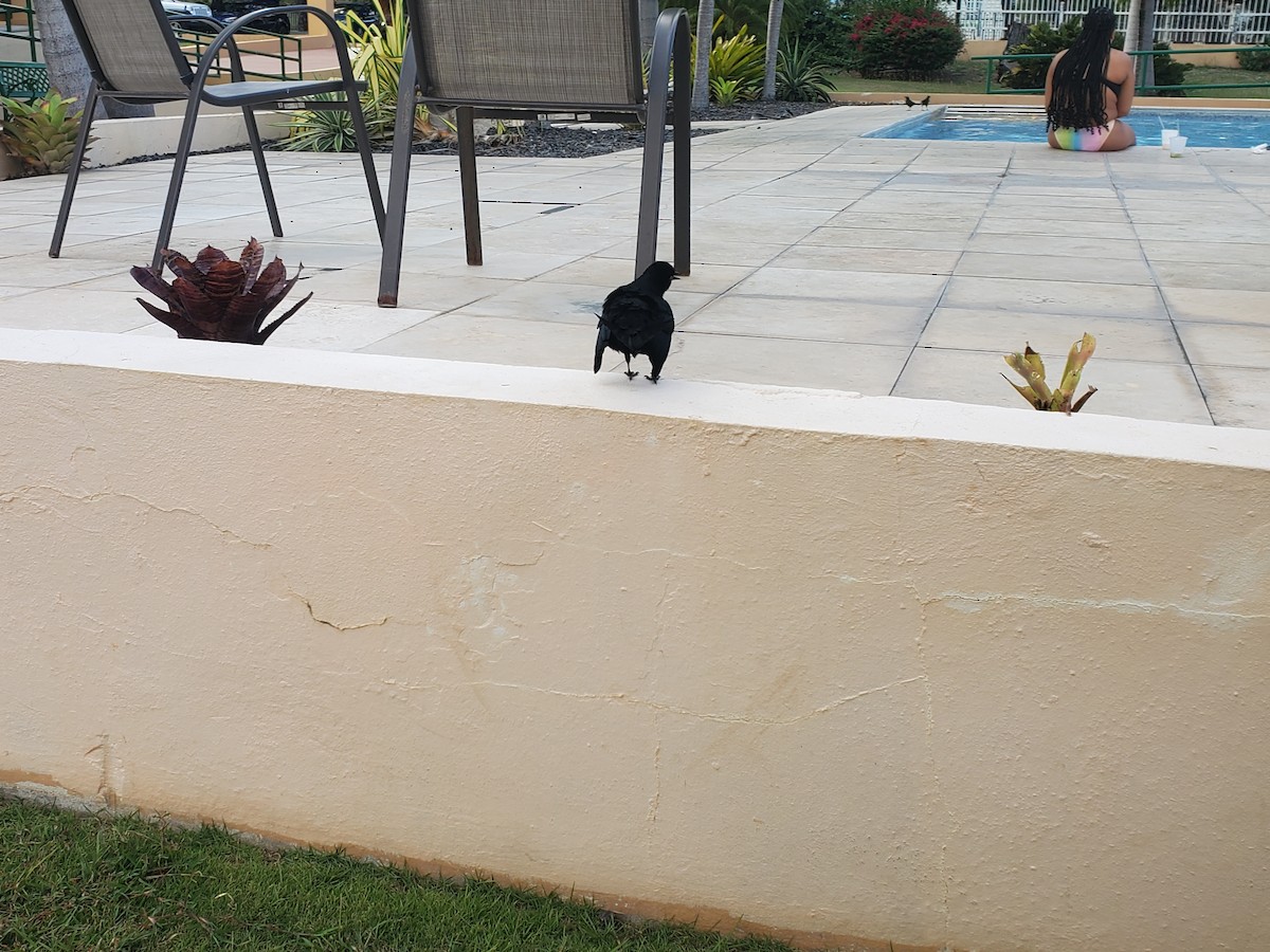 Greater Antillean Grackle - Addie Putman