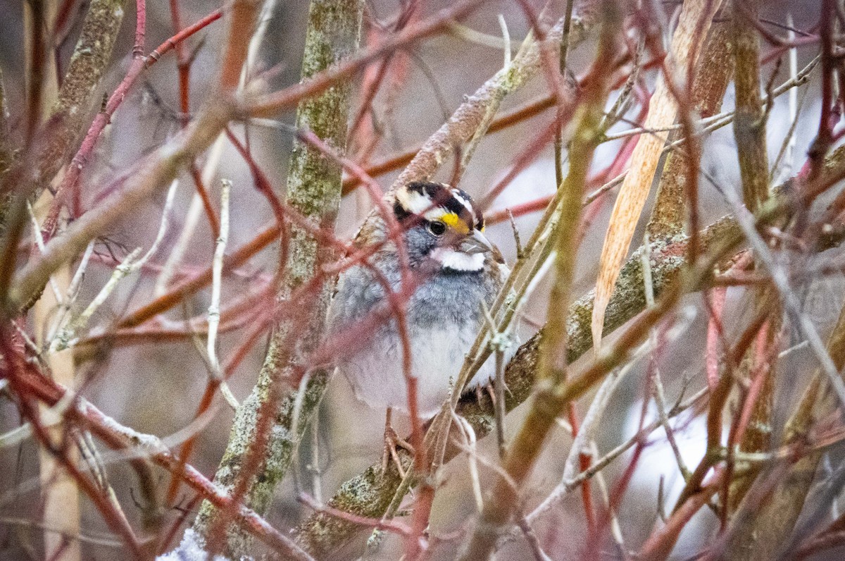 White-throated Sparrow - ML613063991