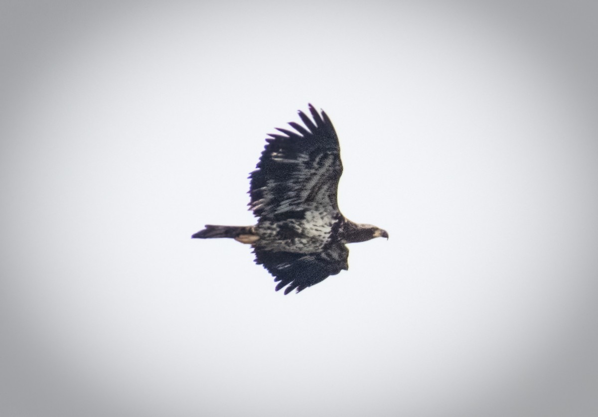 Bald Eagle - ML613064011