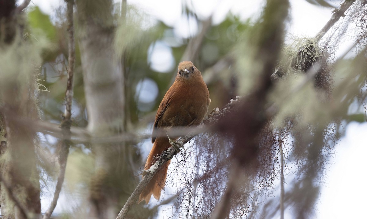 Russet-mantled Softtail - ML613064028