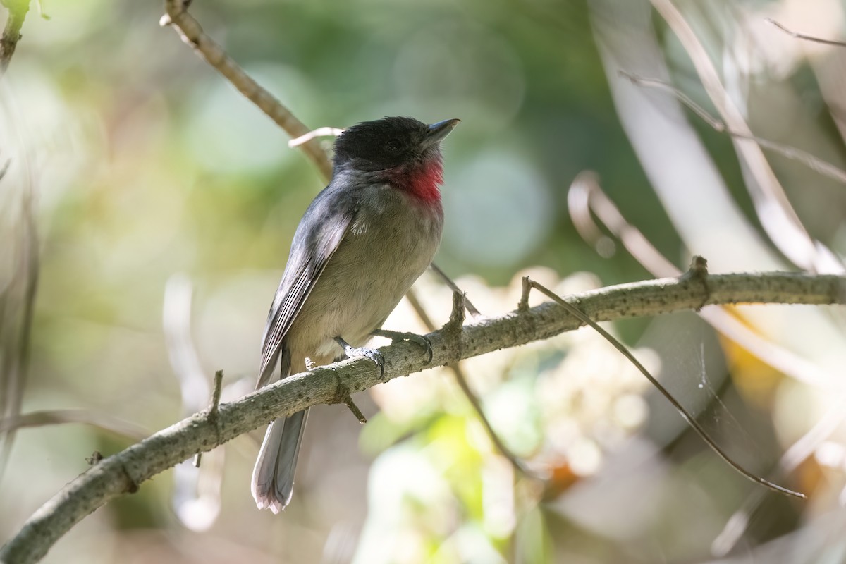 Rose-throated Becard - ML613064052