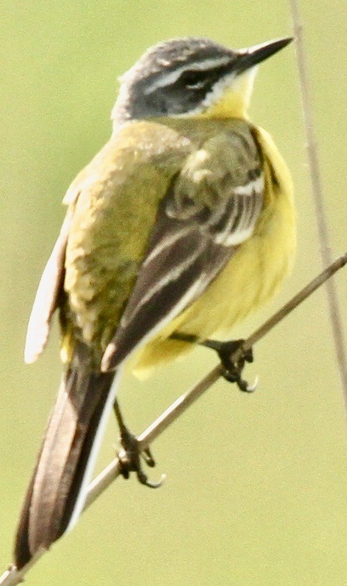 Western Yellow Wagtail - ML613064070