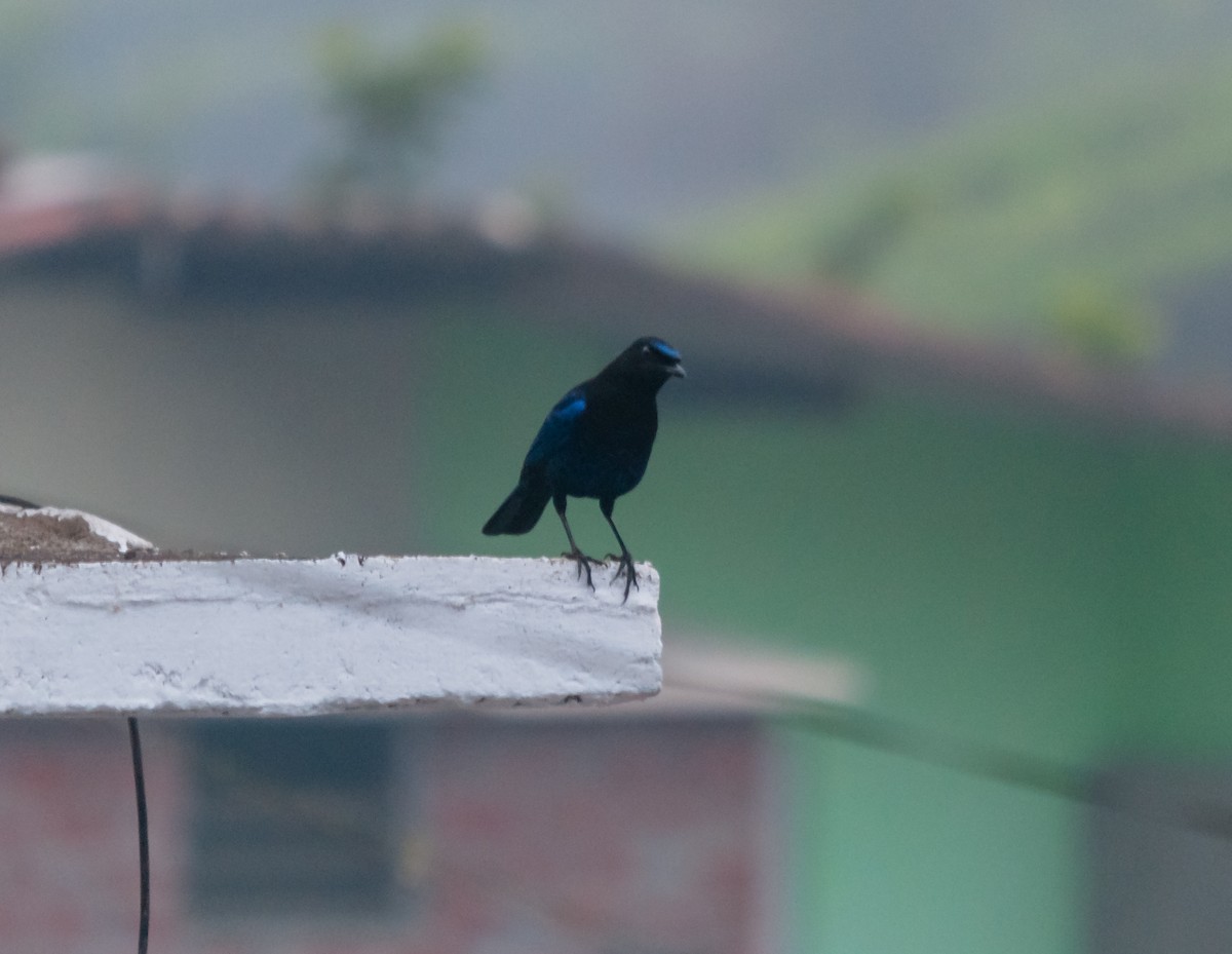 Малабарская синяя птица - ML613064073