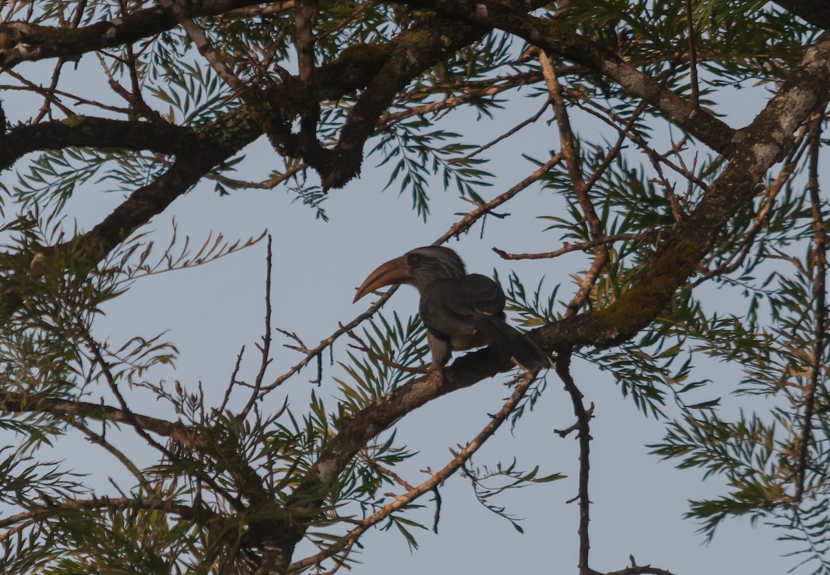 Malabar Gray Hornbill - ML613064085