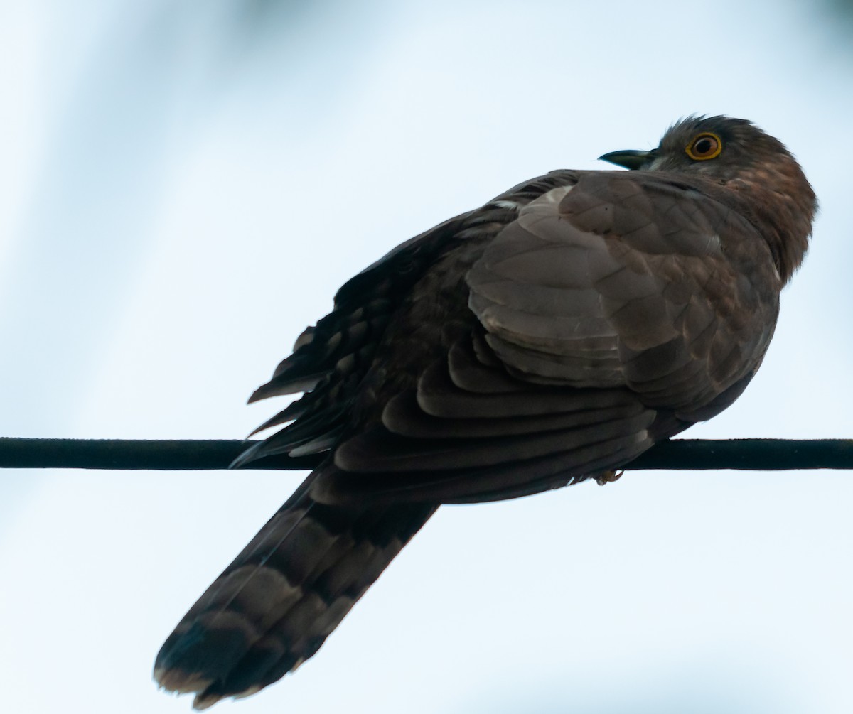 Common Hawk-Cuckoo - Arun Raghuraman