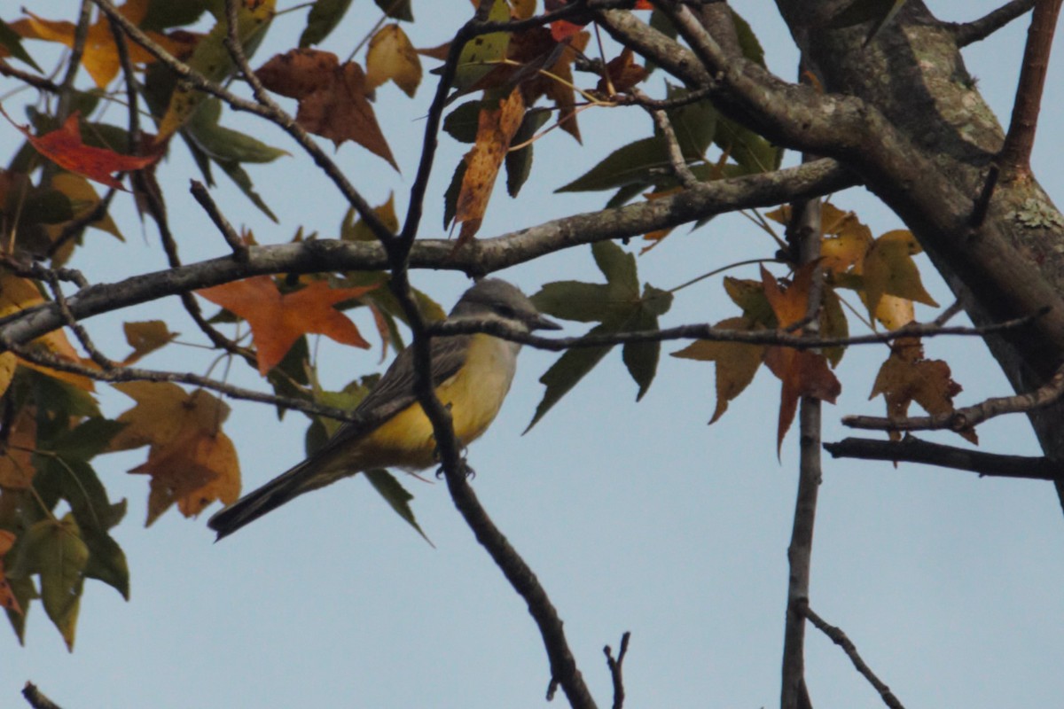 Western Kingbird - ML613064145