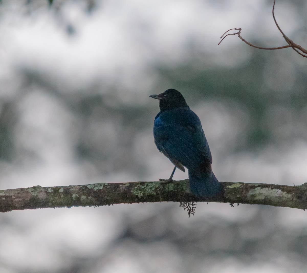 Малабарская синяя птица - ML613064146