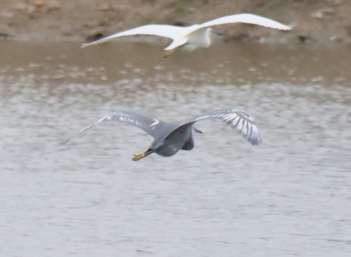 Little Egret - ML613064156