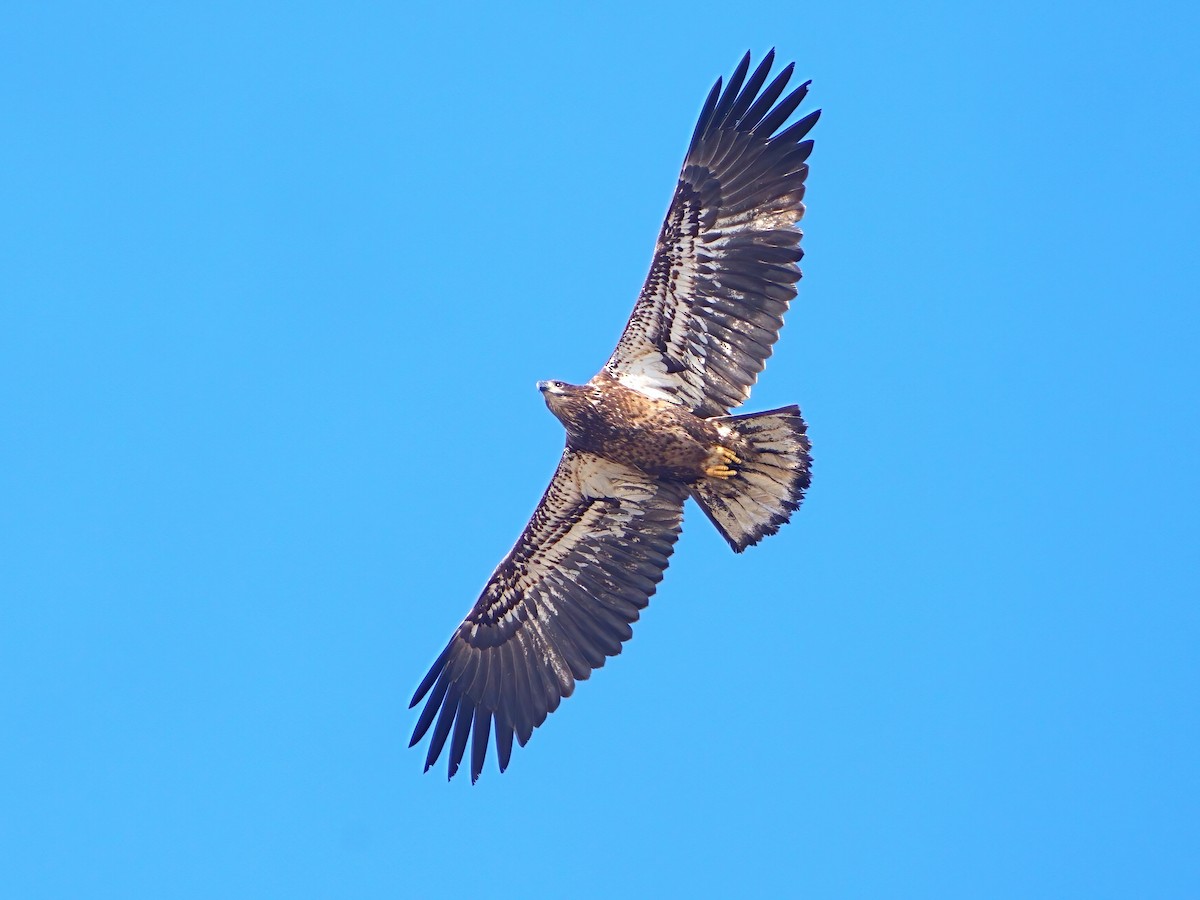 Bald Eagle - ML613064157