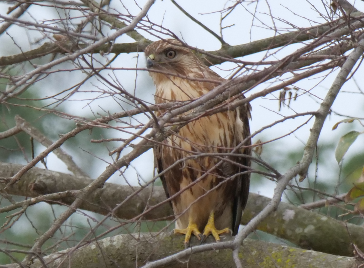 Eastern Buzzard - ML613064159