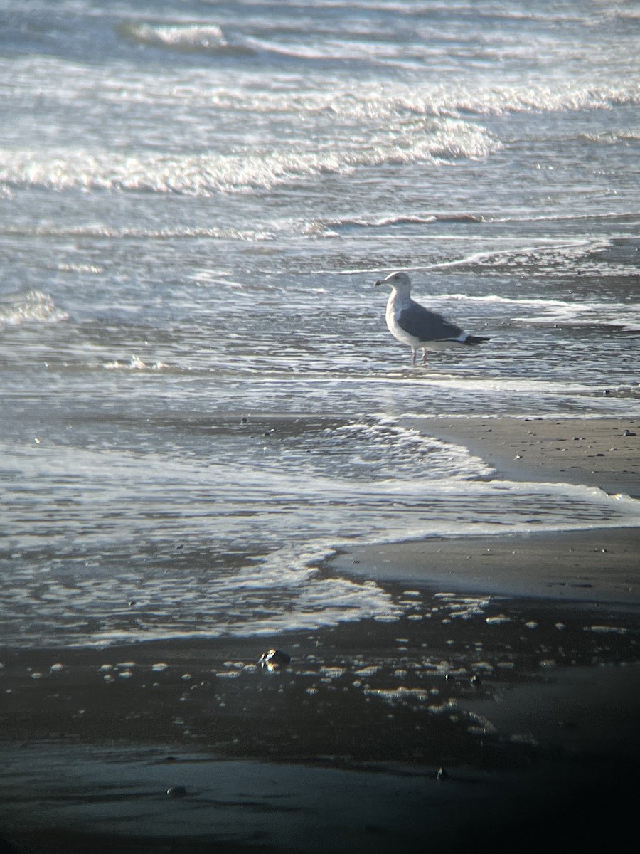 Gaviota de Kamchatka - ML613064162