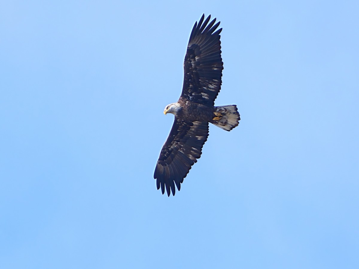 Bald Eagle - ML613064163