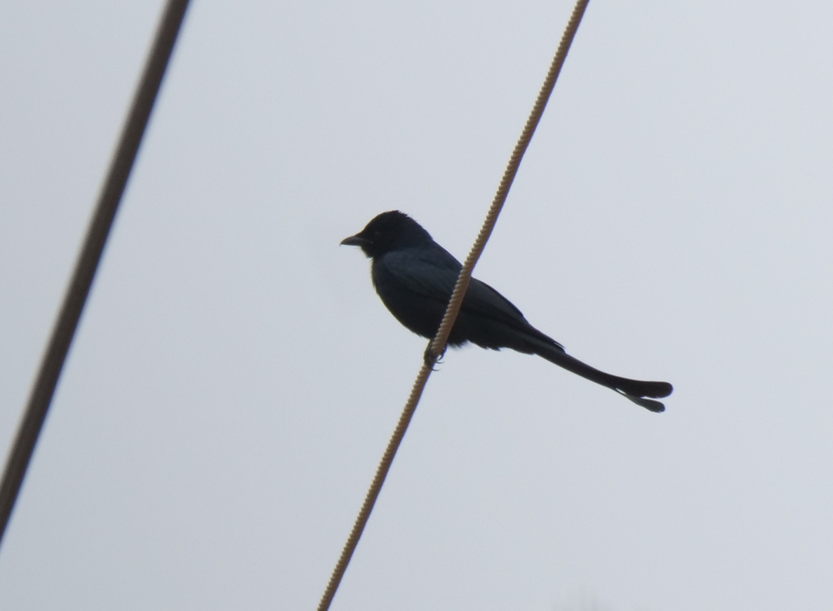 Black Drongo - ML613064164