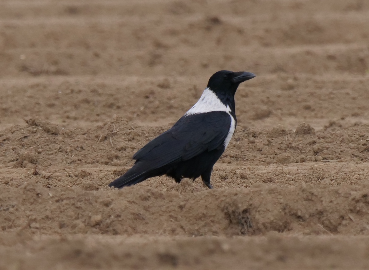 Collared Crow - ML613064171