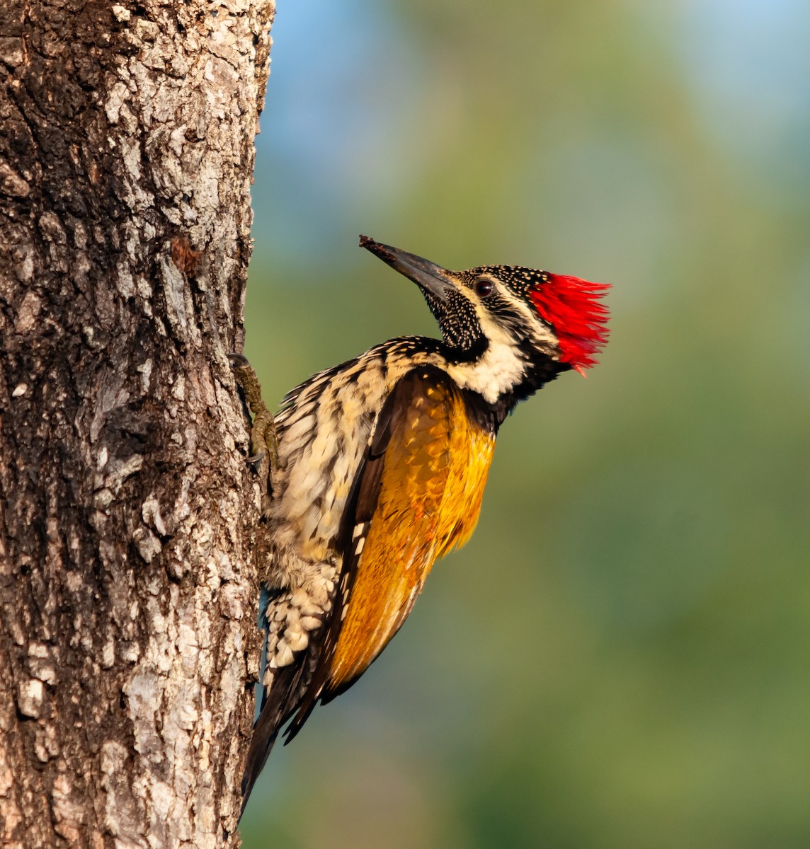 Black-rumped Flameback - ML613064172