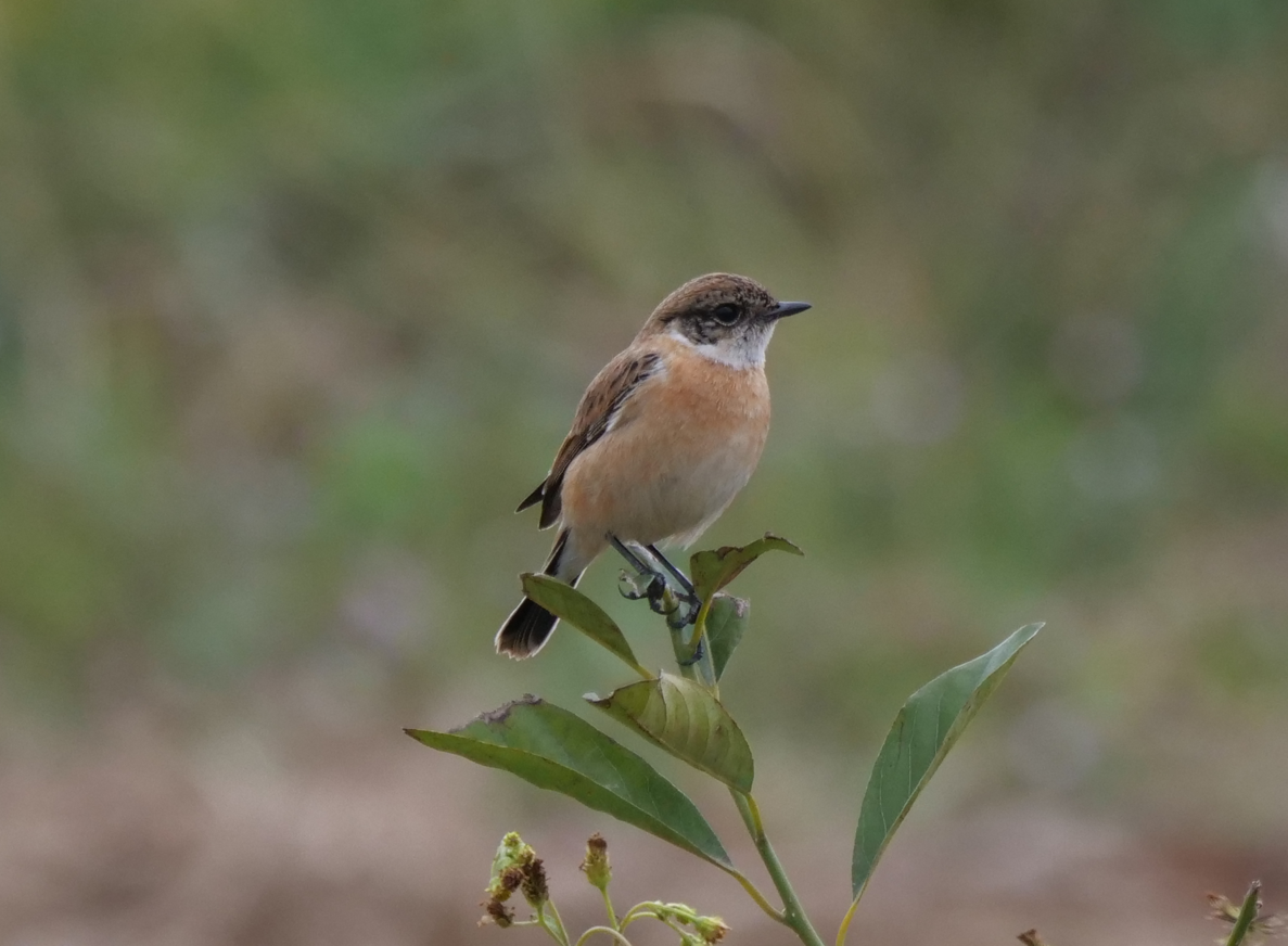 Amur Stonechat - ML613064188