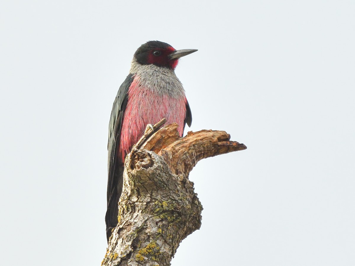 Lewis's Woodpecker - Jerry Ting