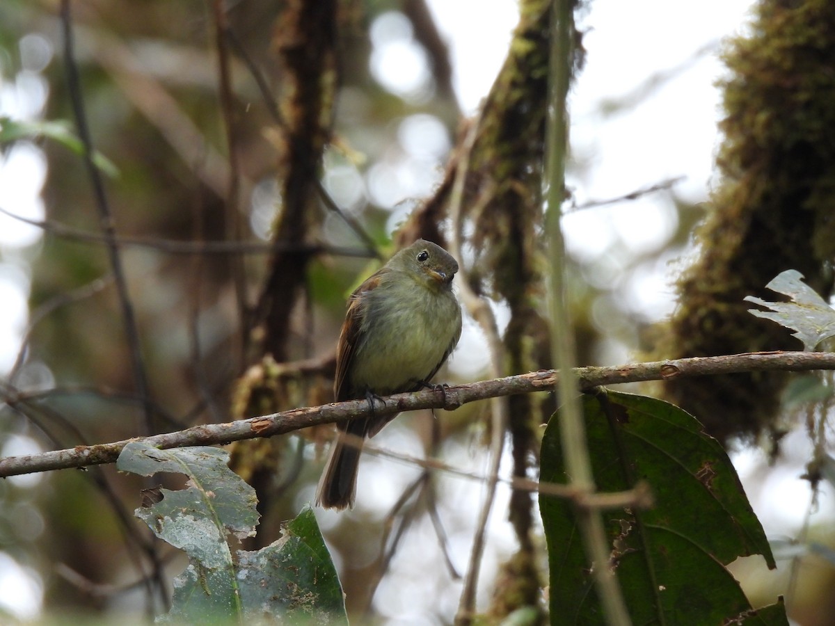 Roraiman Flycatcher - ML613064208