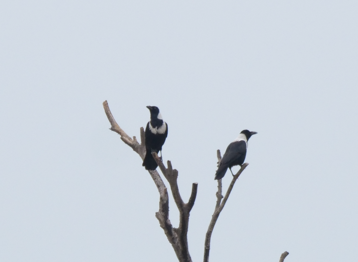 Collared Crow - ML613064216