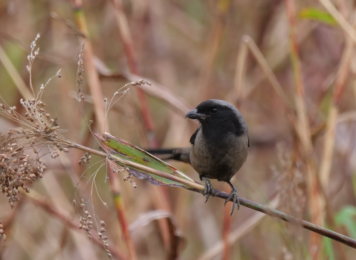 Long-tailed Shrike - Yulin Shen