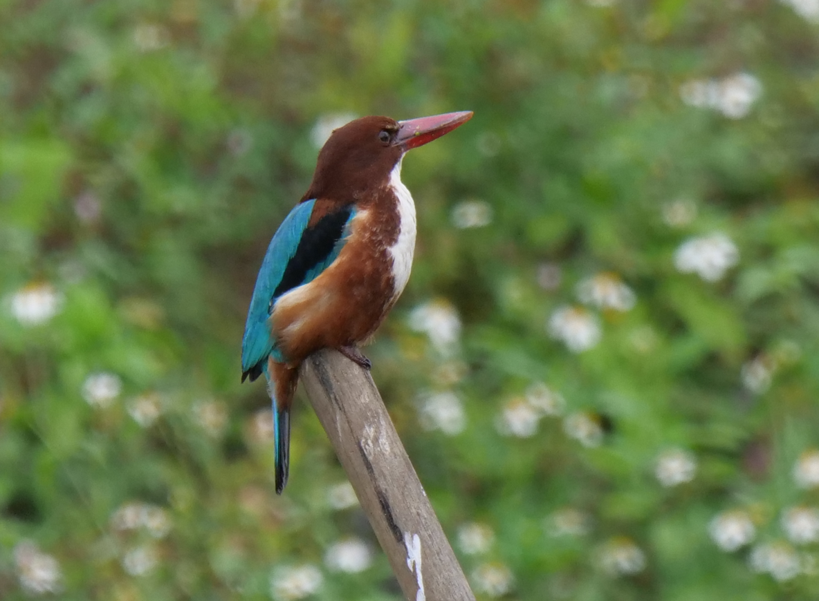 White-throated Kingfisher - Yulin Shen