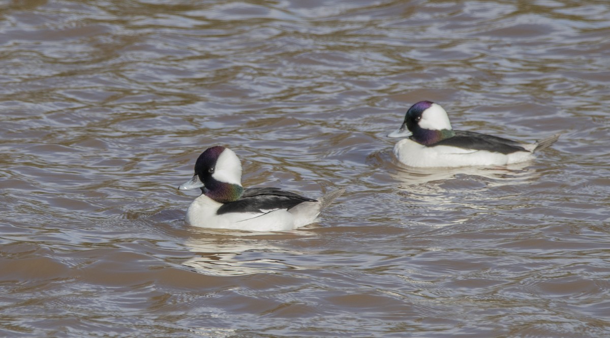 Bufflehead - Steve Hovey