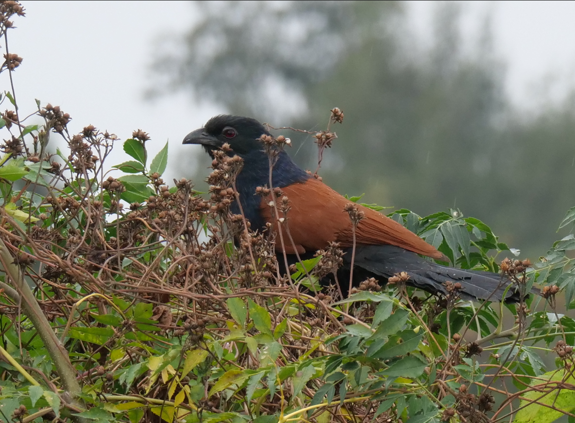 Grand Coucal - ML613064248