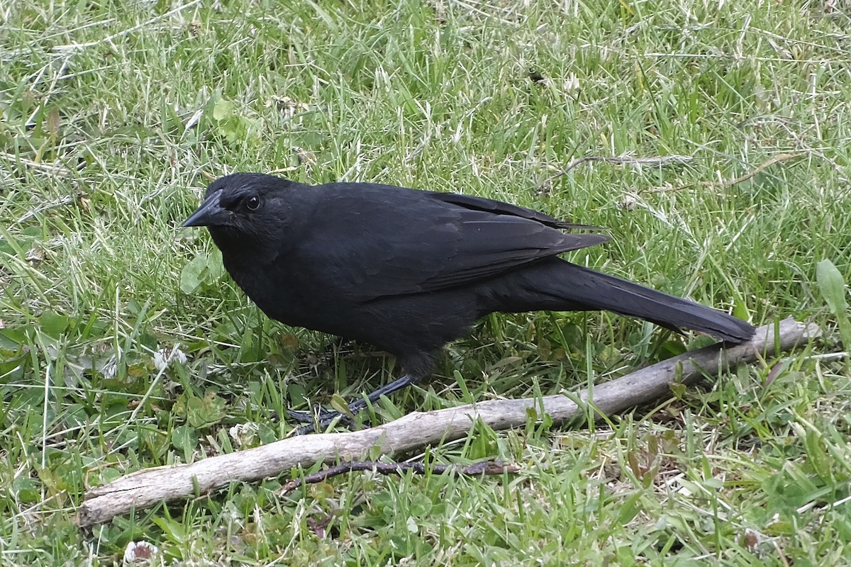 Austral Blackbird - ML613064256