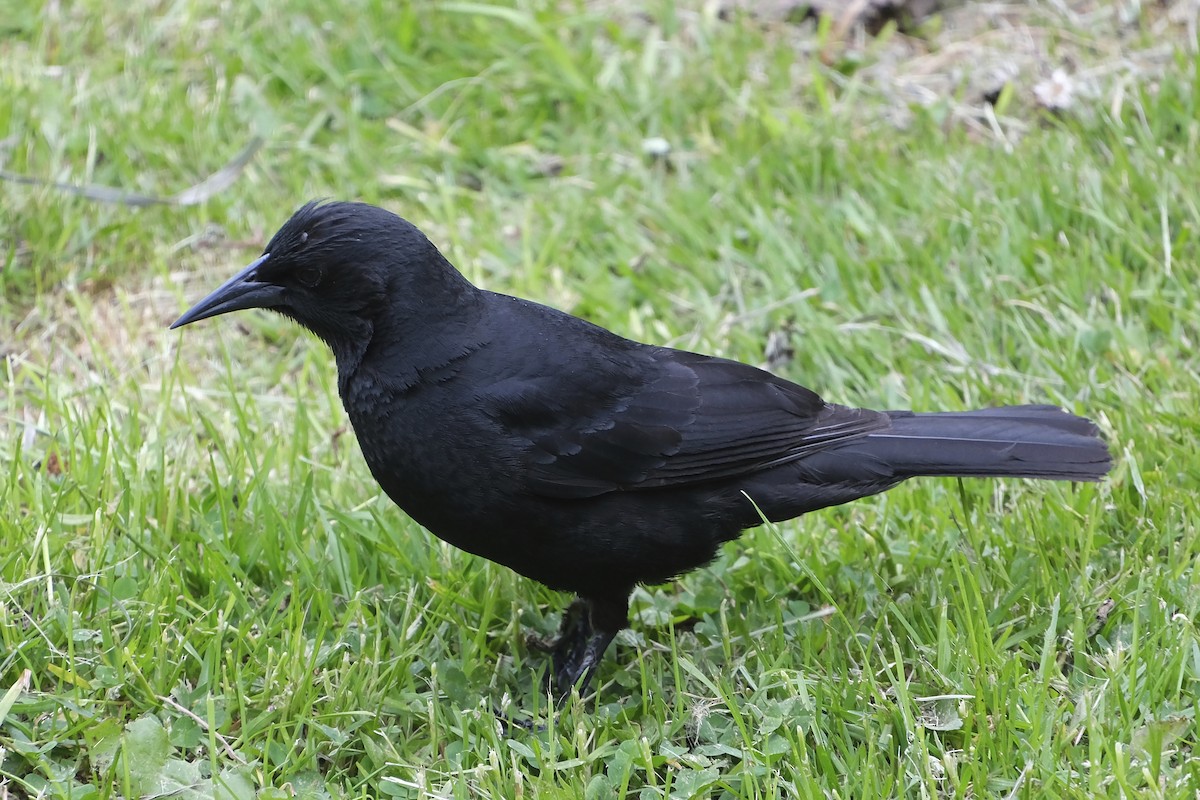 Austral Blackbird - Anita Gould