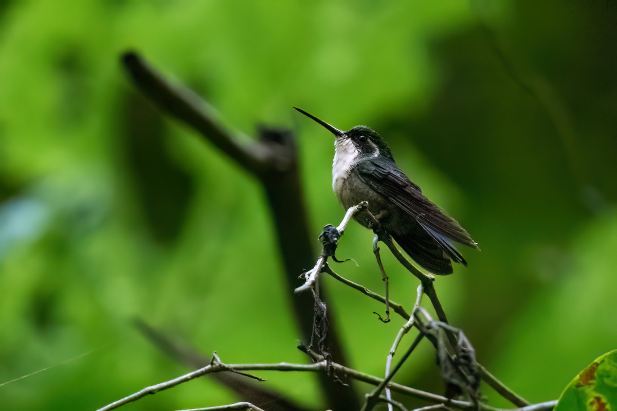 Green-throated Mountain-gem - Adam Jackson