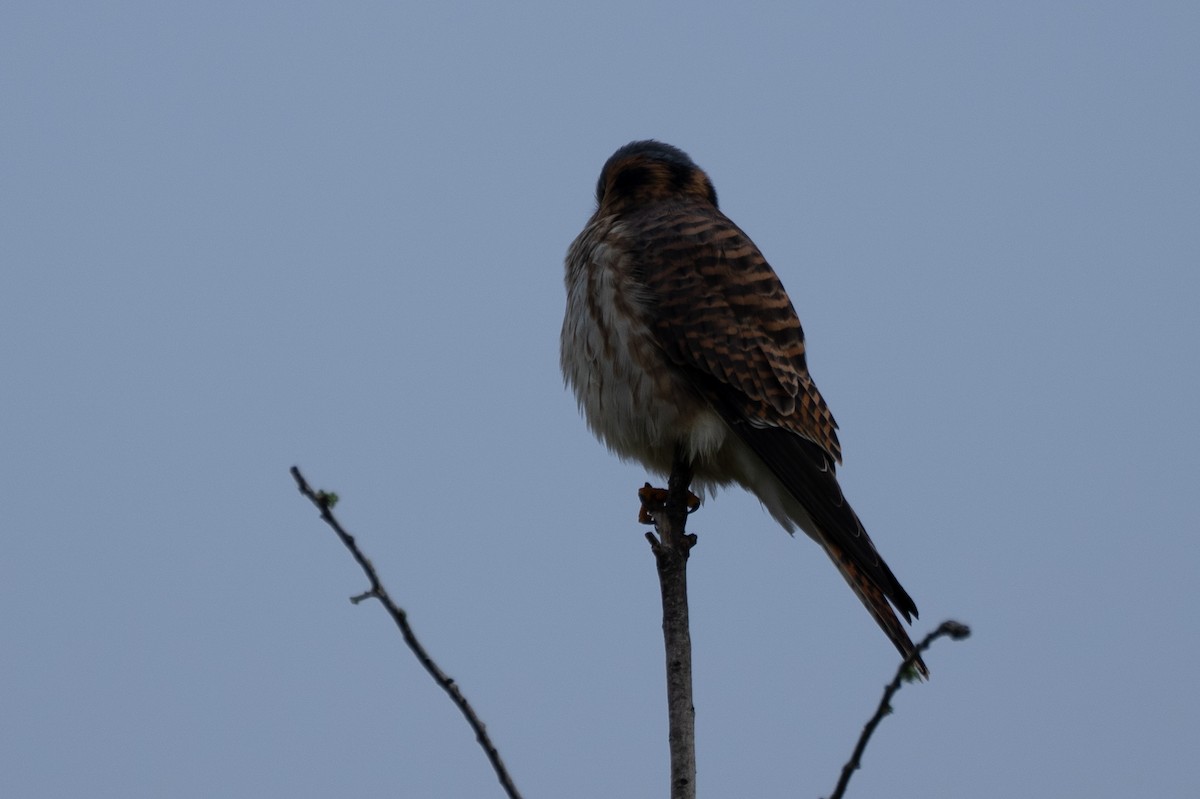 American Kestrel - ML613064330