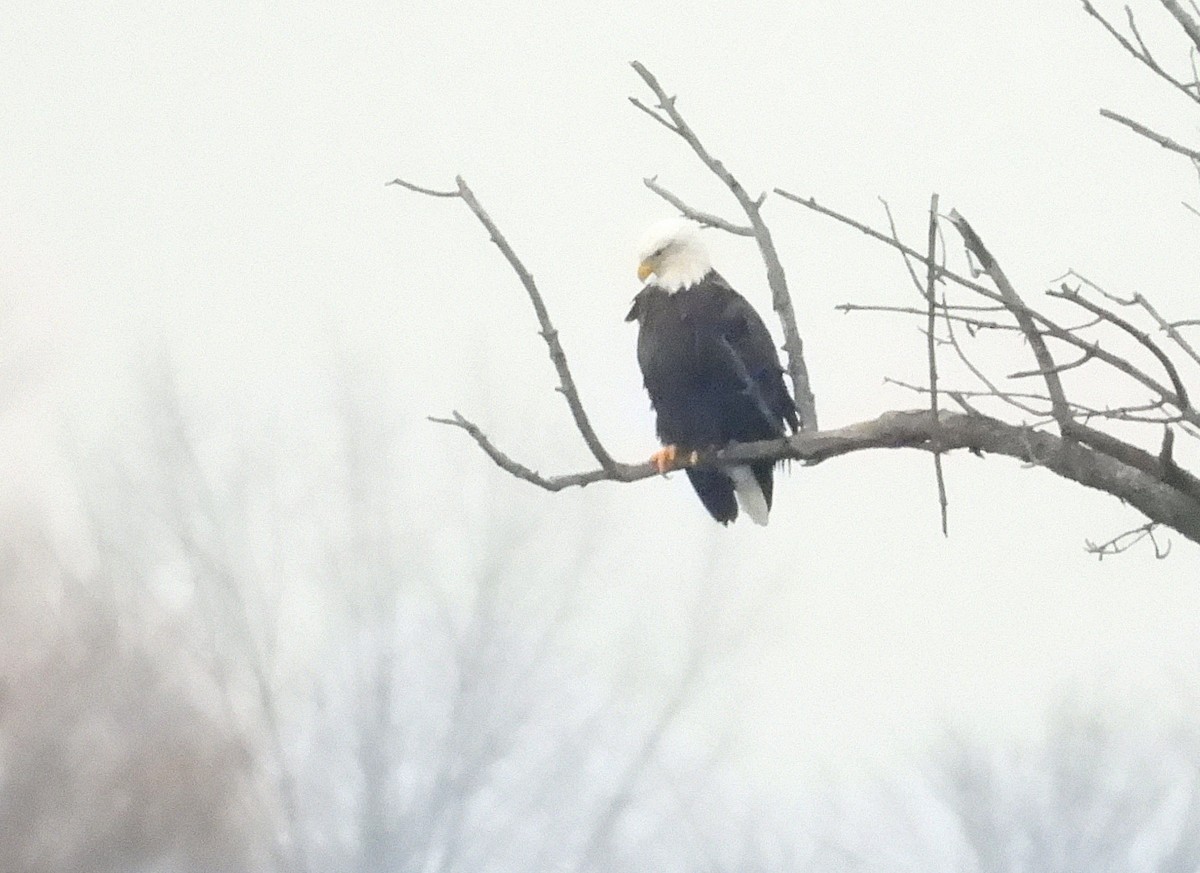 Bald Eagle - ML613064391