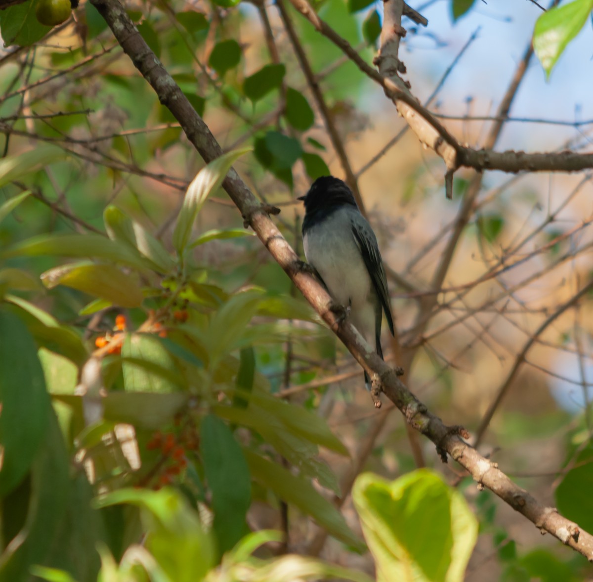 Black-headed Cuckooshrike - ML613064424