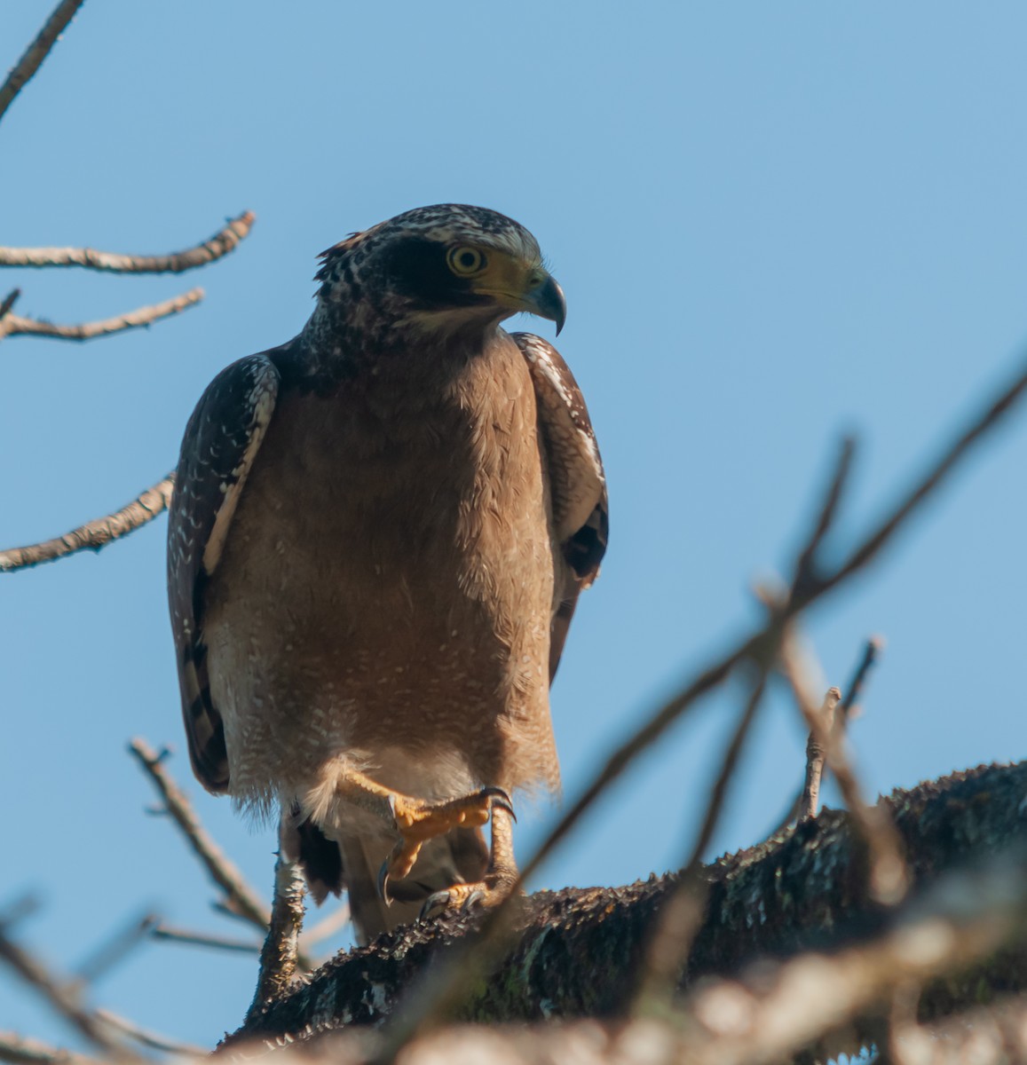 Haubenschlangenadler - ML613064429