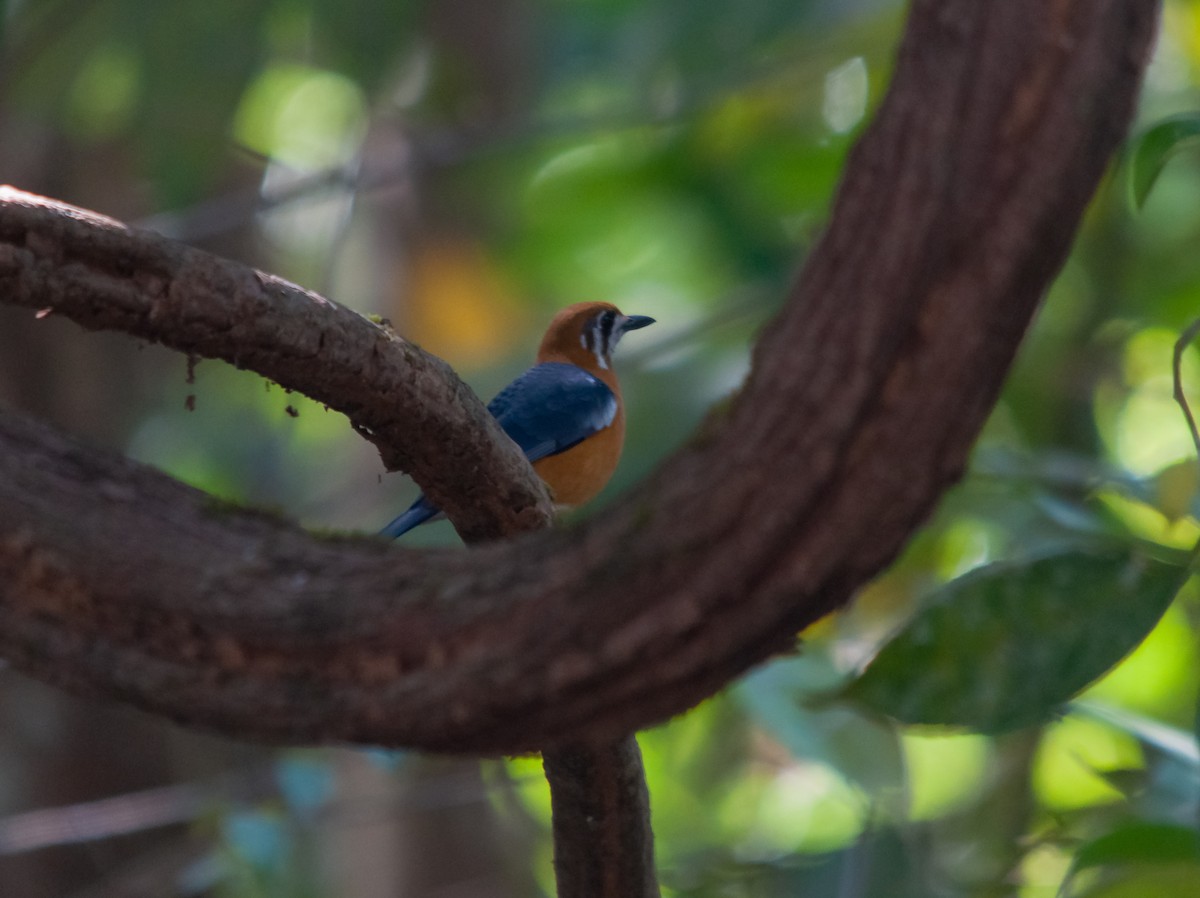 Orange-headed Thrush - Arun Raghuraman