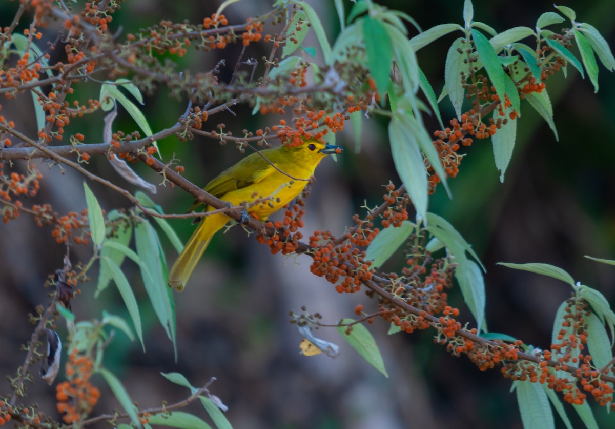 Yellow-browed Bulbul - ML613064442